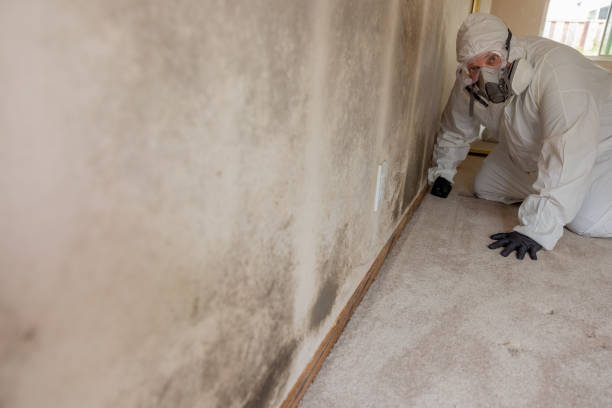 Environmental Consulting for Mold Prevention in Hemby Bridge, NC